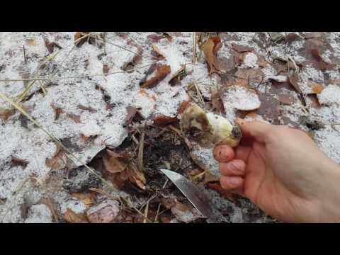 Рядовка серая/Tricholoma portentosum