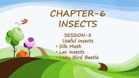 Class IV | Insects | Session - 3
