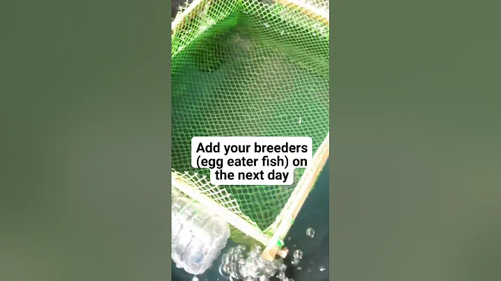 How to prepare a breeding tank for egg-eater fish ...