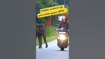 Tourist bike girl got elephant attack🫣🐘#shortvideo #shorts #wildlife #elephant #attack #tiktok #1