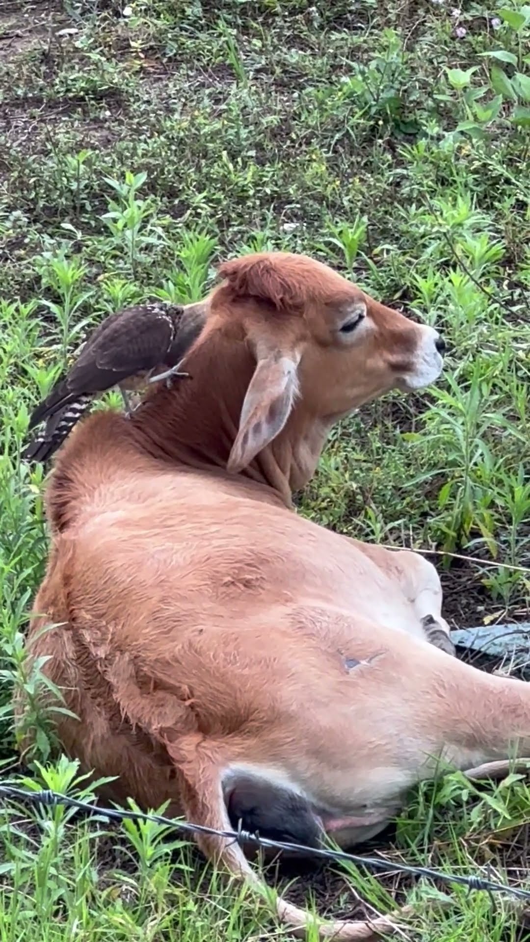 Bird Nibbles At Resting Cow || ViralHog