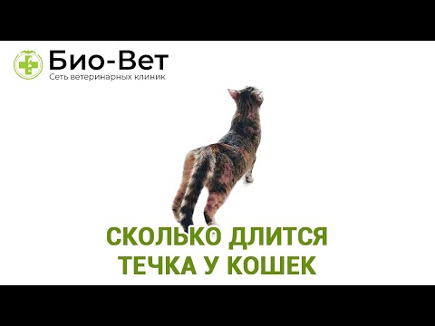 Сколько длится течка у кошек &#55357;&#56891;// Сеть Ветклиник Био-Вет