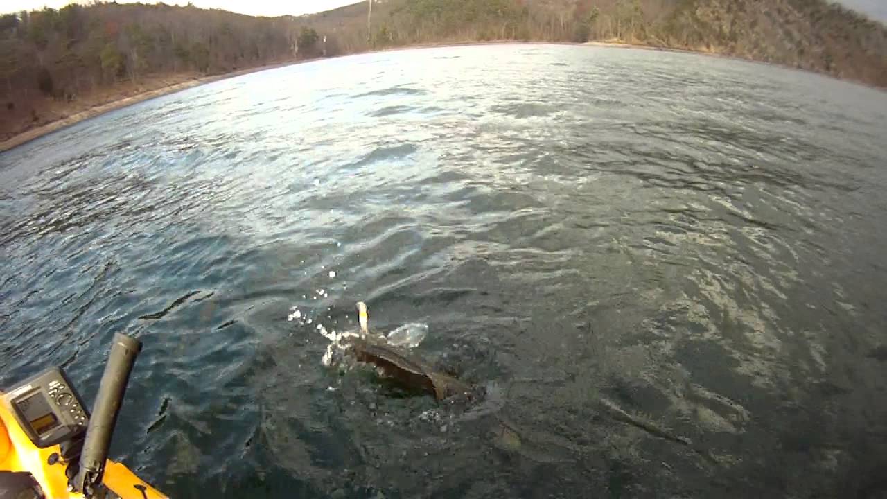 Raystown Lake trout by kayak 