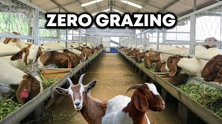 Why You Need To Consider ZERO GRAZING Goats! | DETAILED