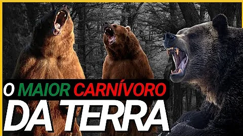 URSO PARDO - O MAIOR CARNÍVORO DA TERRA