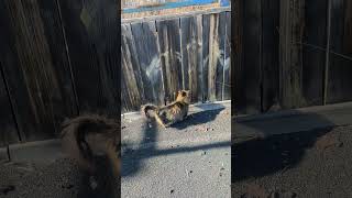 #quantum bit#кубит# квантовыйкомпьютер# квантоваяфизика#котшрединберга