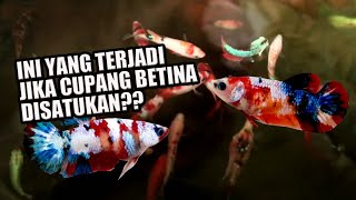 Amankah Betta Fish betina disatukan dalam satu wadah??