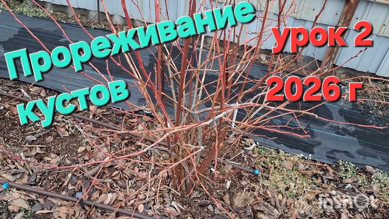 Обрезка-прореживание загущенного куста голубики 