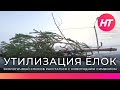 Новгородцы смогут экологично утилизировать живые новогодние елки