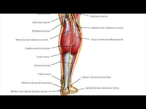 Video: Axilles tendon yırtığını müalicə etməyin 3 yolu