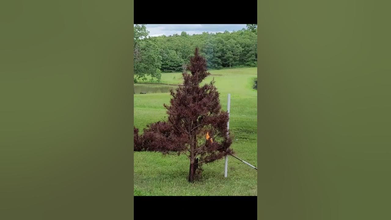 FyerOut TREATED dried Christmas tree YouTube