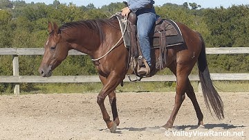 Clementine Jam - riding bridleless and working the flag! - ValleyViewRanch.net