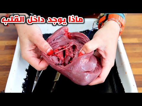 ماذا يوجد داخل القلب