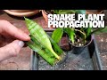 SNAKE PLANT  PROPAGATION ONE YEAR UPDATE |How To Make More Sansevieria For Free!