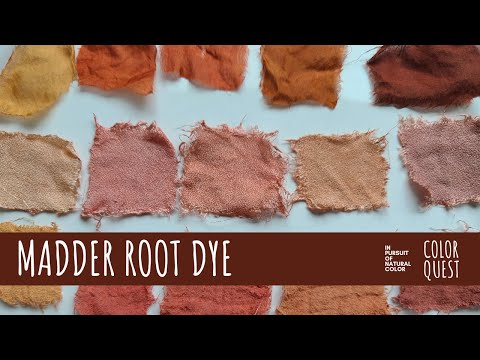 ვიდეო: Growing Madder for Dye - რა არის Madder ზრდის პირობები