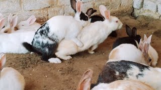 rabbits make great pets
