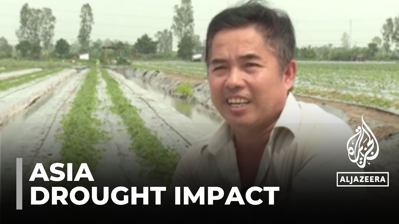 من المرجح انخفاض محصول الأرز في جميع أنحاء آسيا: ظاهرة النينيو المناخية تُعزى إليها الجفاف