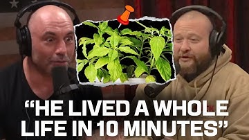 What Salvia Can Do to You | Joe Rogan & Action Bronson