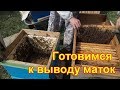 Подготовка к выводу маток, выбираем семью воспитательницу