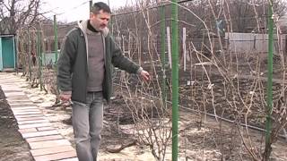 видео: Обрезка виноградных кустов - веерная формировка картинка: Обрезка виноградных кустов - веерная формировка
