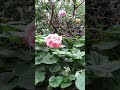 Full of Flowers