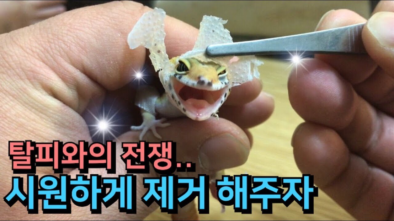 껍질 못벗는 도마뱀들 시원하게 벗겨주자 ! 1월은 탈피와의 전쟁... 파충류 키우기 [집돌이]