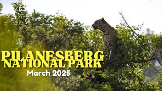 Wild Adventures In Pilanesberg National Park Camping & Wildlife Safari