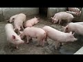 Visit to Sandhu Pig Farm - Labanewali ll Mukarsar Sahib , Punjab ll Swastik Pig Farm