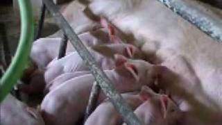 Animal Welfare Aspects of Good Agricultural Practice pig farming Part 2 of 3