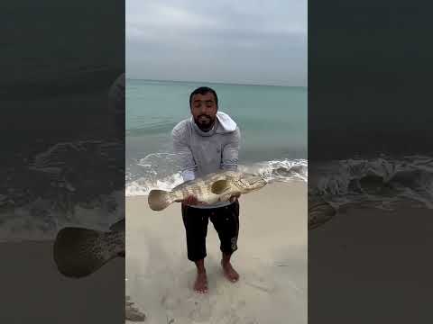 هامور كورنيش راس تنورة