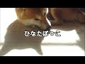 夢の中でムニャムニャとご飯を食べる？柴犬まめ