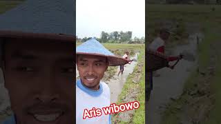 petani padi senior#feedshorts #shortsfeed #short #shorts #algoritma