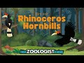 Rhinoceros Hornbill Quiz