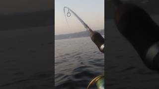Кльов Сьогодні Просто Супер! Спінінговий Жор на Київському Морі 🎣#Рибалка #Спінінг #Судак