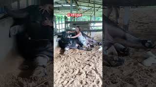 The massage spa is now open. #funny #baffalo #animals #viralvideo #smartbuffalo #dcrfarm
