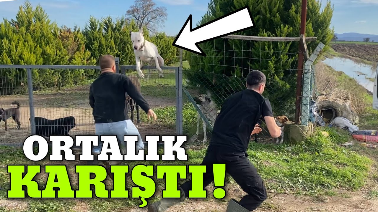 EVİN ÖNÜNDE TARTIŞMA ÇIKTI KÖPEKLER KAPIDAN ATLADI!