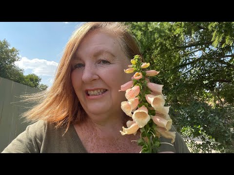 Video: Ar reikia įk alti lapių pirštines: sužinokite apie lapių gėlės palaikymą