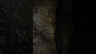 Giresun Sahilinde Yengeçler