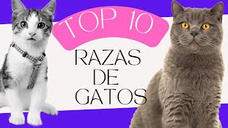 Top 10 Razas gatunas Del Mundo