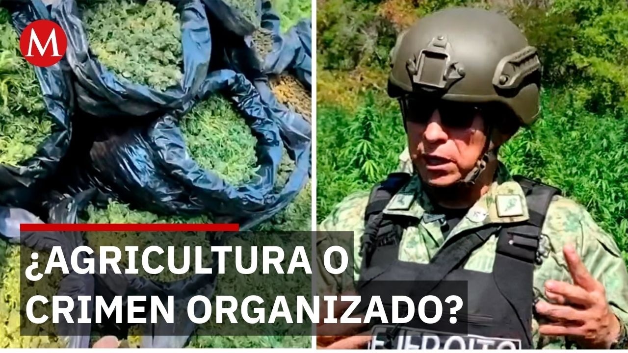 Así moderniza el narco sus siembras en la sierra de Michoacán
