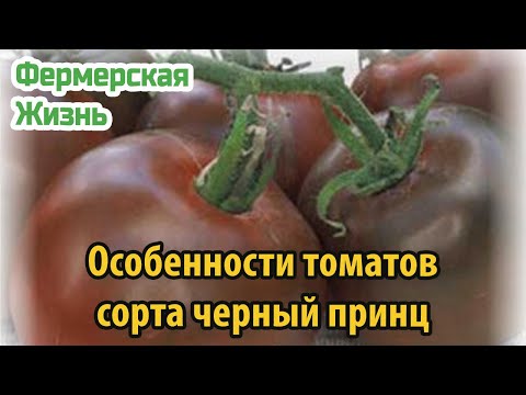 Особенности Томатов Сорта Черный Принц