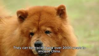 10 facts about Chow Chow dogs: