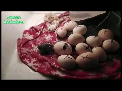 Video: Hvordan renser man æg før inkubation?