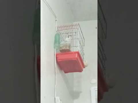 تغريد طائر الكناري الأخ محمد مجموعة الطيور المغردة 