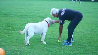 Dog playing Cricket with Dad by SuperMax The Labrador 2,799 views 2 years ago 3 minutes, 42 seconds