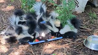 A skunk feast before release!