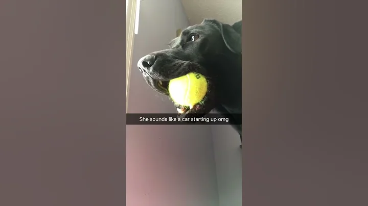 Sweet Labrador  Rosie Sounds like a Motorcycle