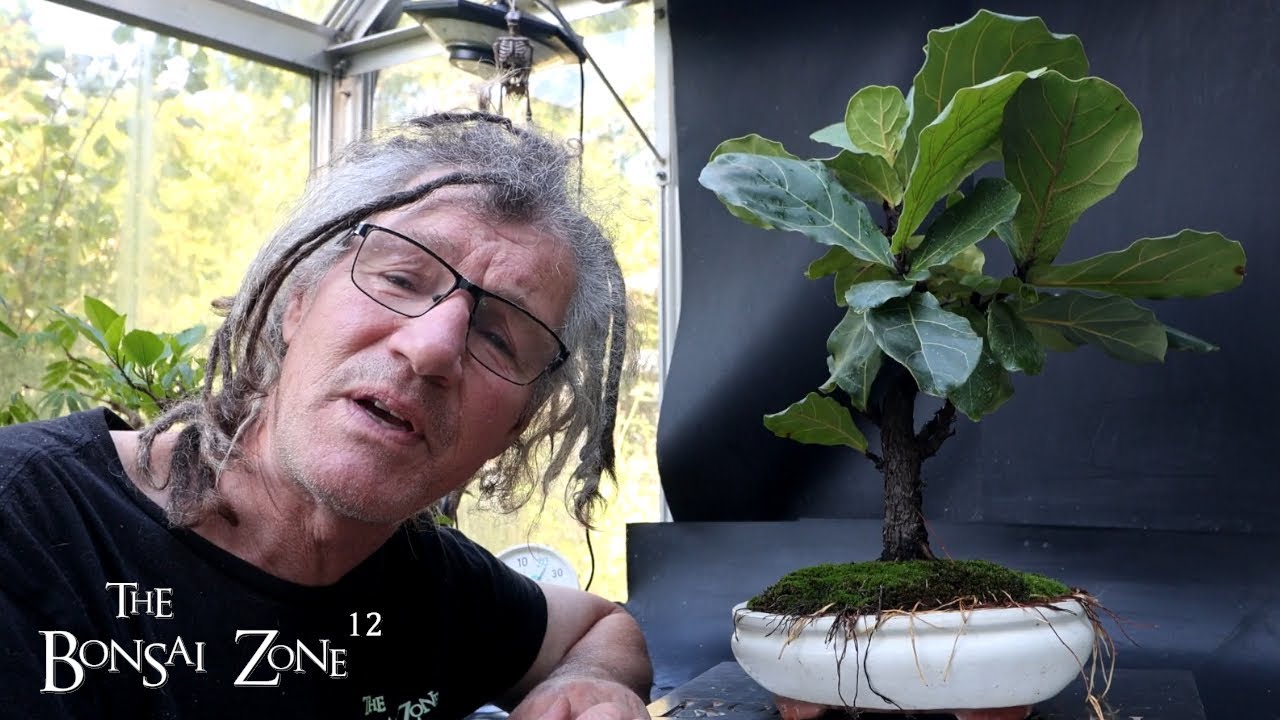 Мой фикус «Фиддл-Лист» для фикуса. Пятница, Зона бонсай, сентябрь 2025 г.