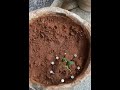 Saving the Legacy: My Last Day with the Mustard Plant