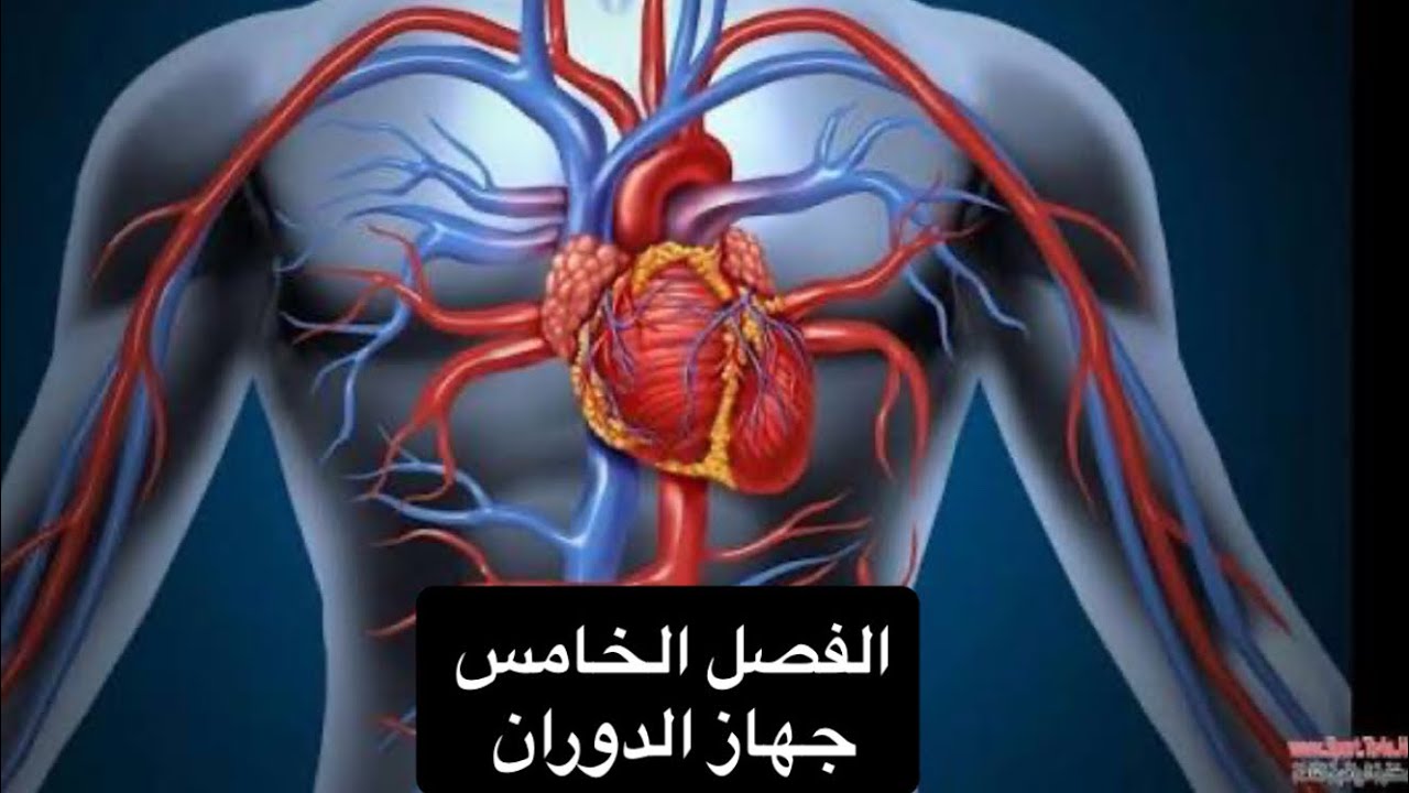 ‏ ‏علم ‏الأحياء/الصف الثالث ‏المتوسط/الفصل الخامس/جهاز الدوران/محاضرة ￼4